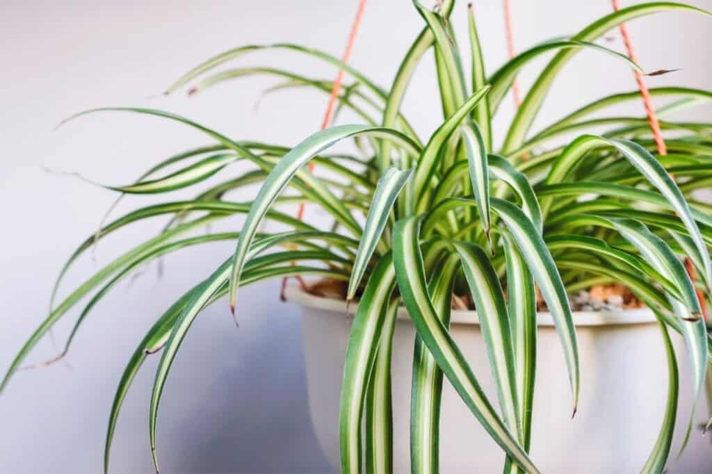 beginner houseplant spider plant