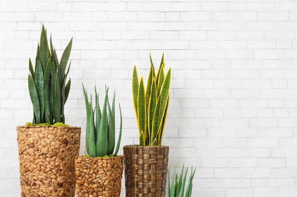 beginner houseplant snake plant