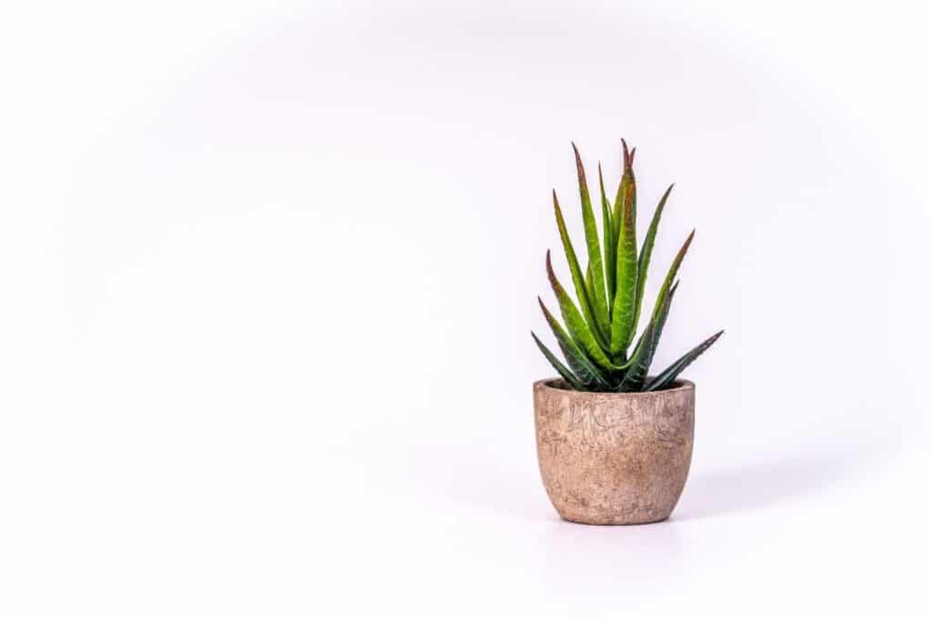 beginner houseplant aloe plant