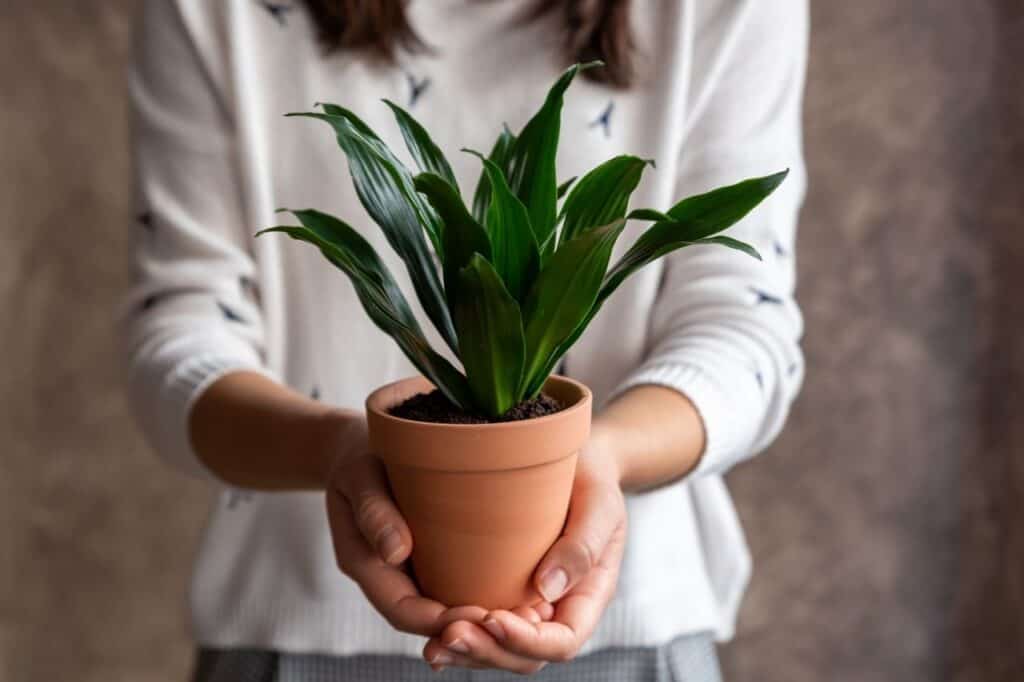 beginner houseplant dracaena corn plant