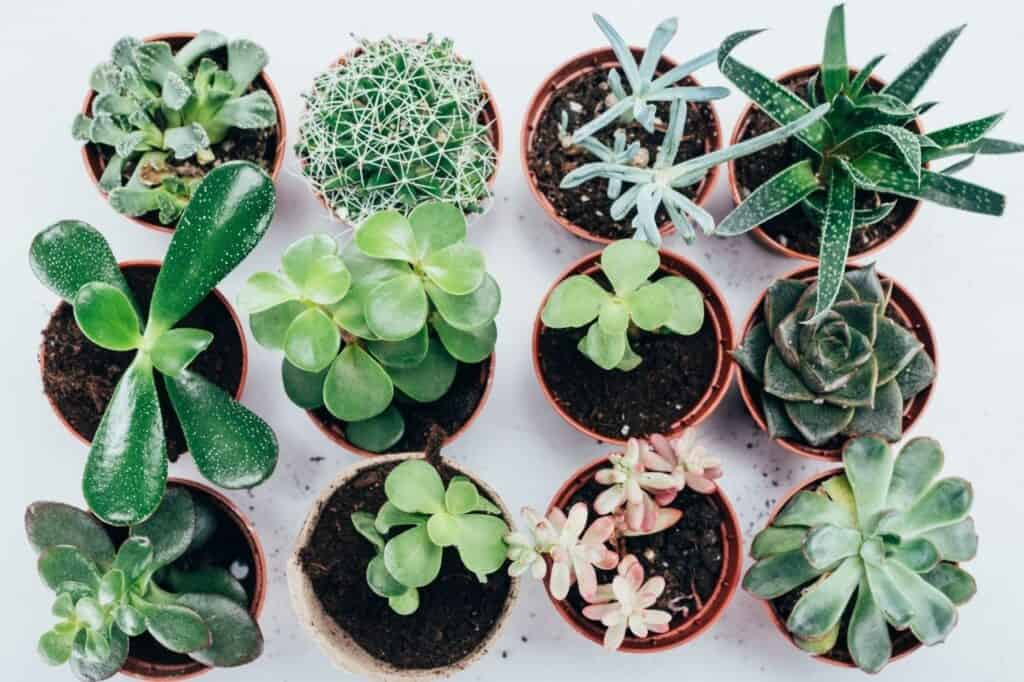 beginner houseplant succulents