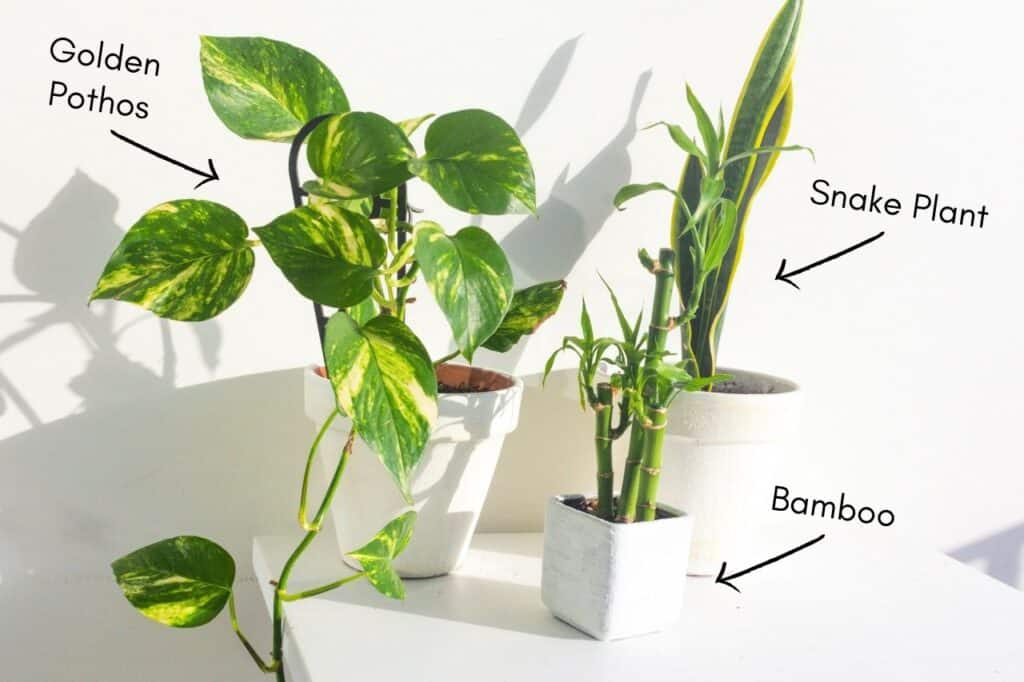 beginner houseplant dracaena bamboo