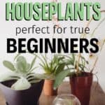 beginner houseplants for every skill level