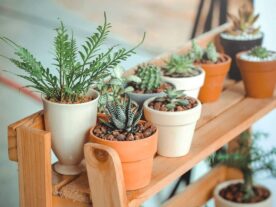 beginner houseplants for every skill level