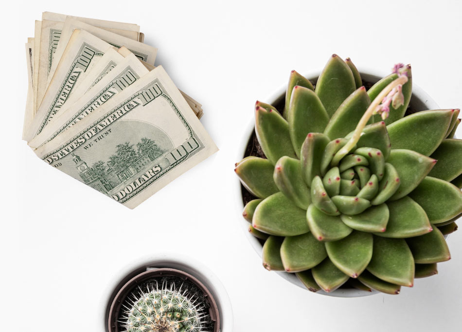 Succulent and dollar bills, flat lay on white background.