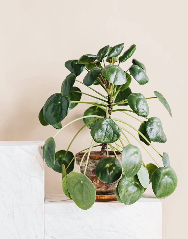 Pilea plant with beige background.