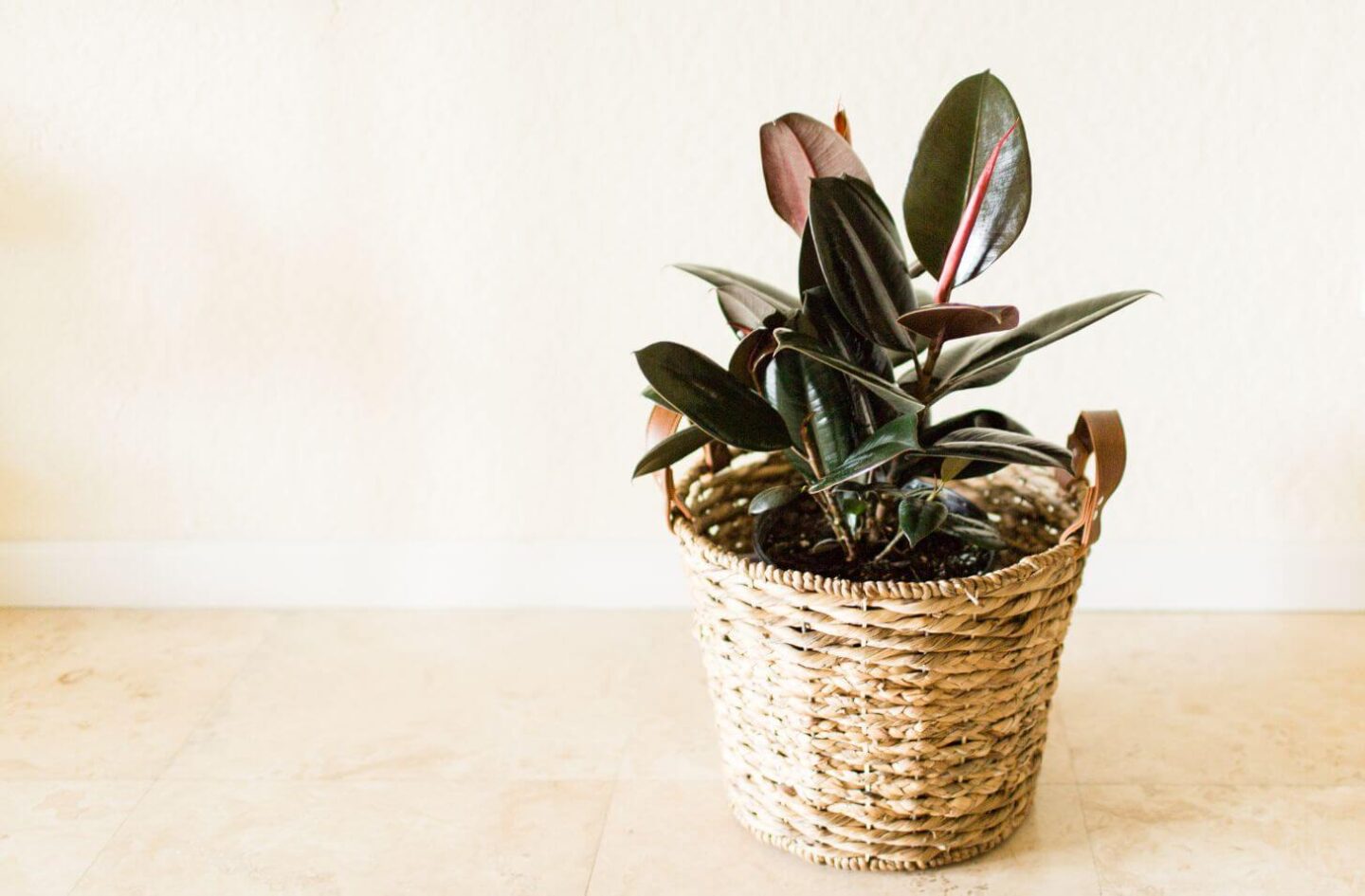 11 Houseplants to Improve Your Health - Budgeting Couple