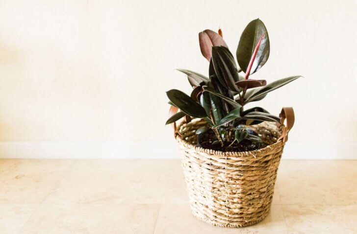 rubber plant- plants that improve your health