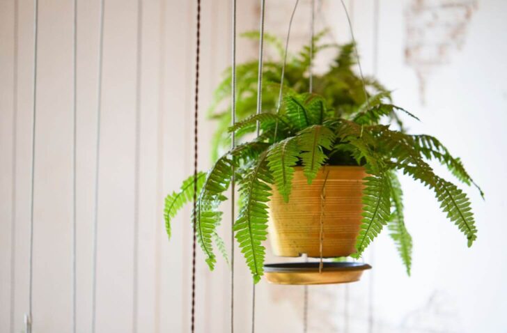 fern- plants that improve your health