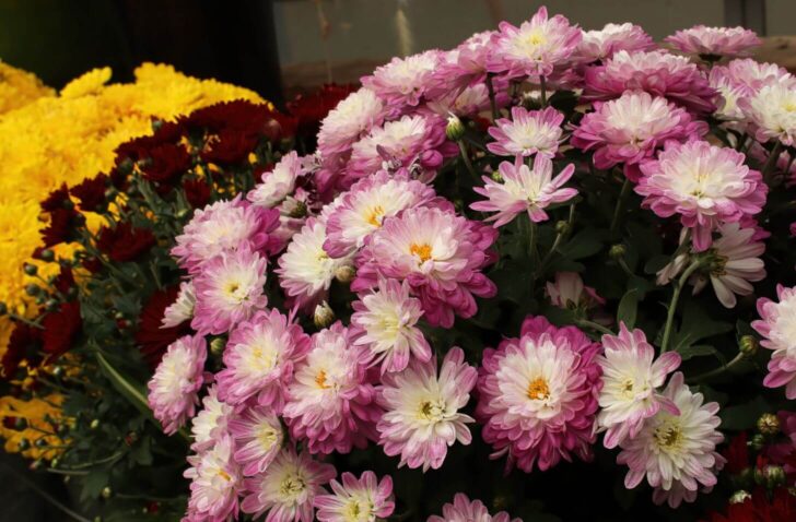 potted mums- plants that improve your health