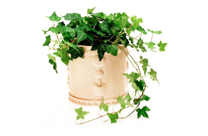ivy- plants that improve your health