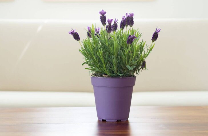 lavender- plants that improve your health