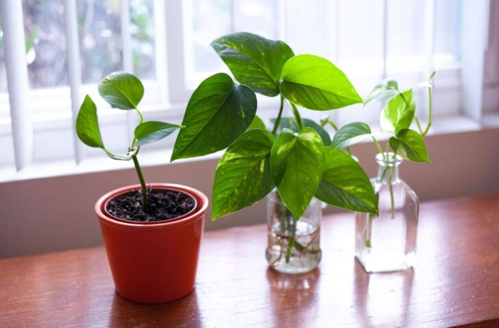 philodendron- plants that improve your health