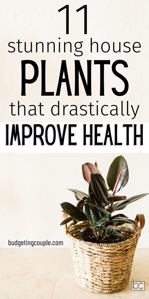 11 Houseplants to Improve Your Health - Budgeting Couple